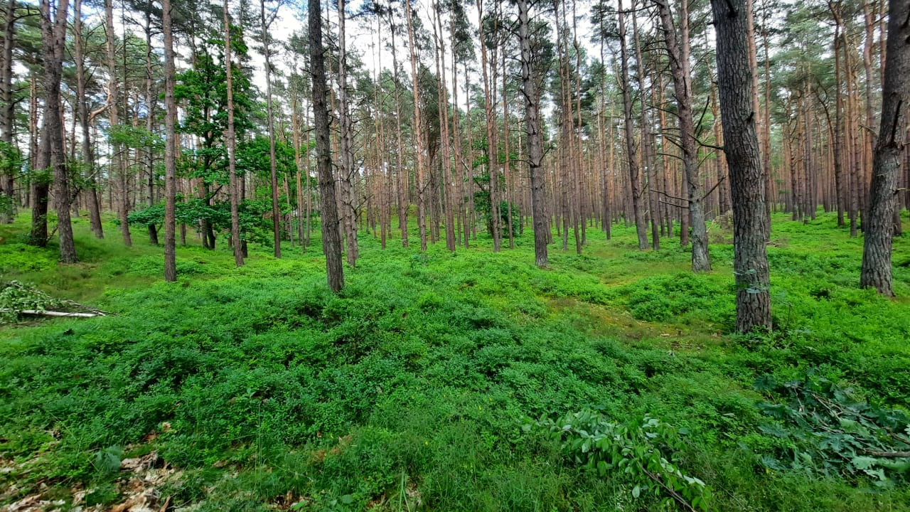 Gartenanlage Hotel Friesenhof