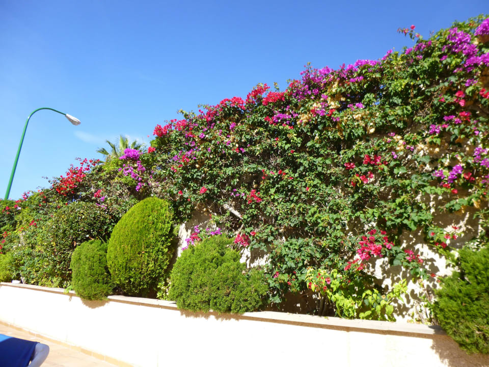 Blumen am Pool Grupotel Orient