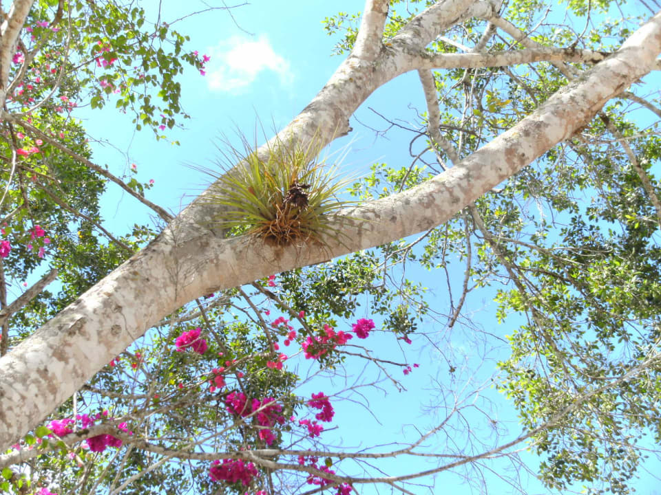 Mexikos Flora Akumal Bay Beach & Wellness Resort