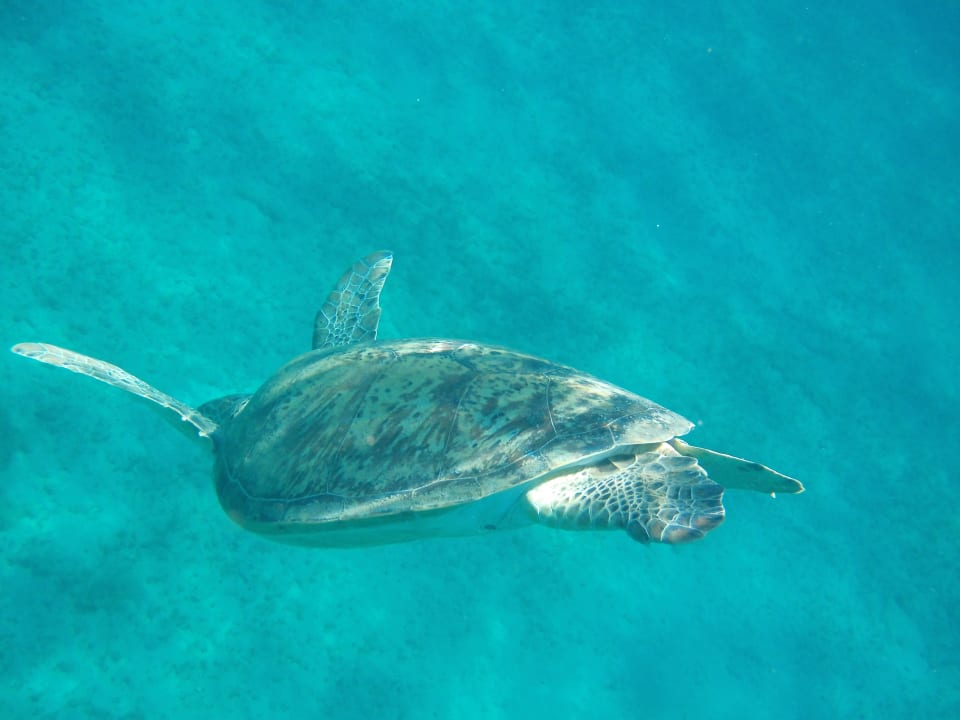 Strand Hilton Marsa Alam Nubian Resort