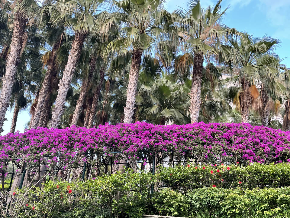 Gartenanlage Hotel Miramare Beach