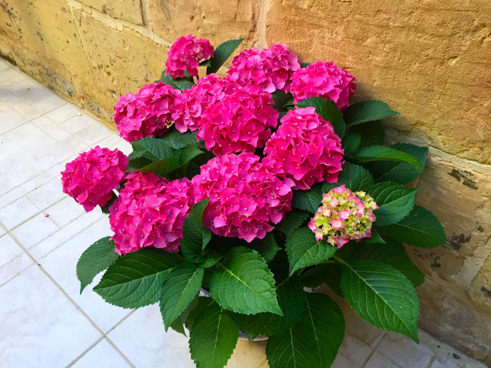 Außenansicht B&B Ellie Boo