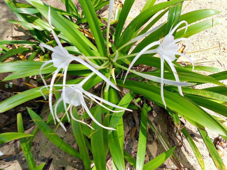 Flora & Fauna!  Khaolak Paradise Resort