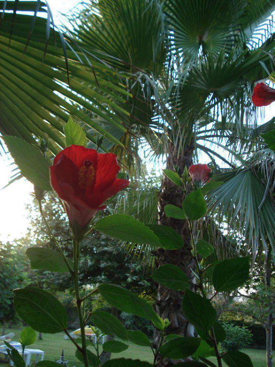 Blume Hotel Defne Garden