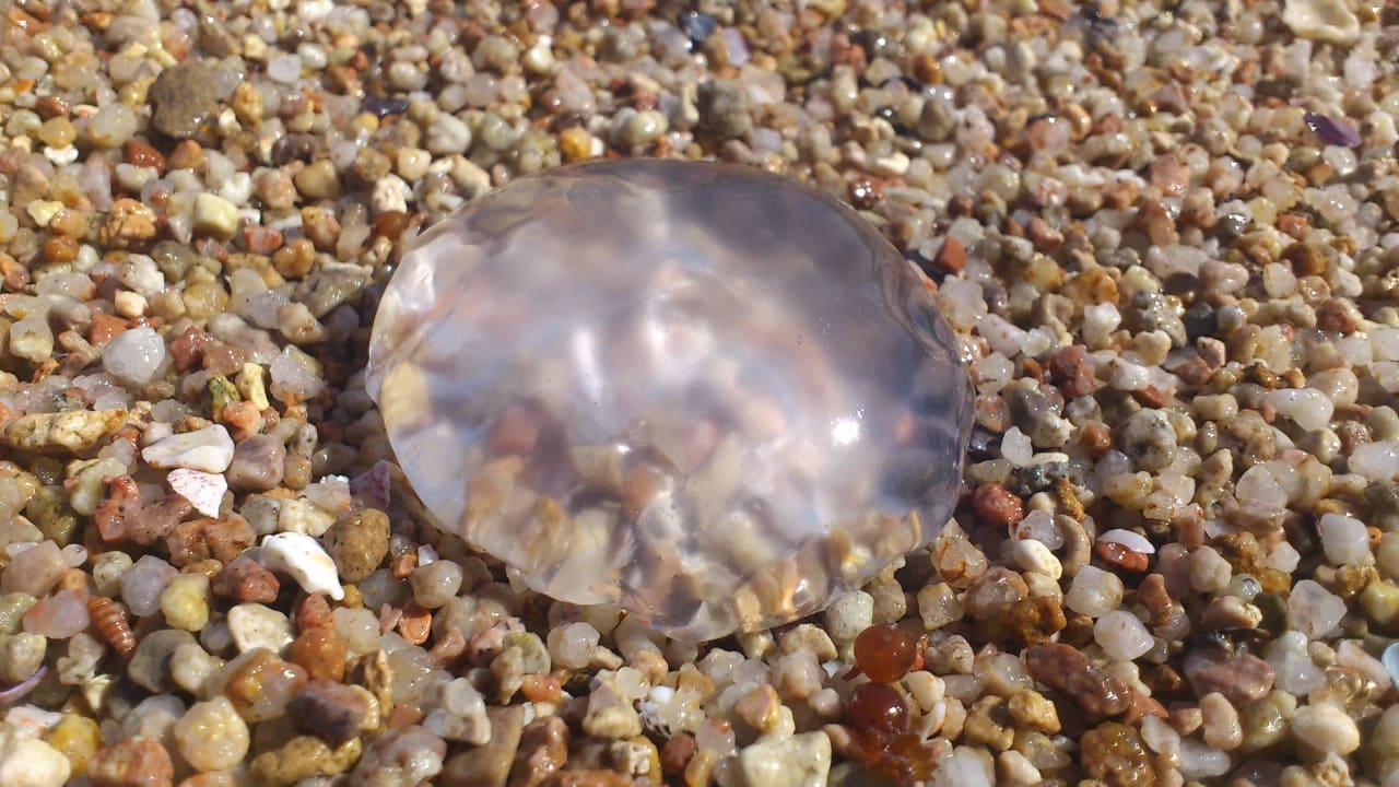 Gestrandet Pickalbatros Citadel Resort