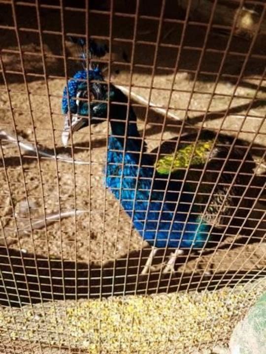 Voliere Hotel Residence Sciabache