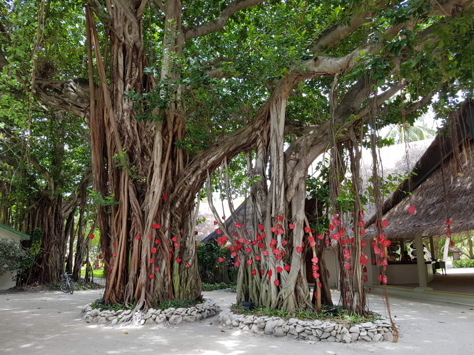 Der "Herzbaum" neben der Rezeption Adaaran Select Hudhuran Fushi - Premium All Inclusive