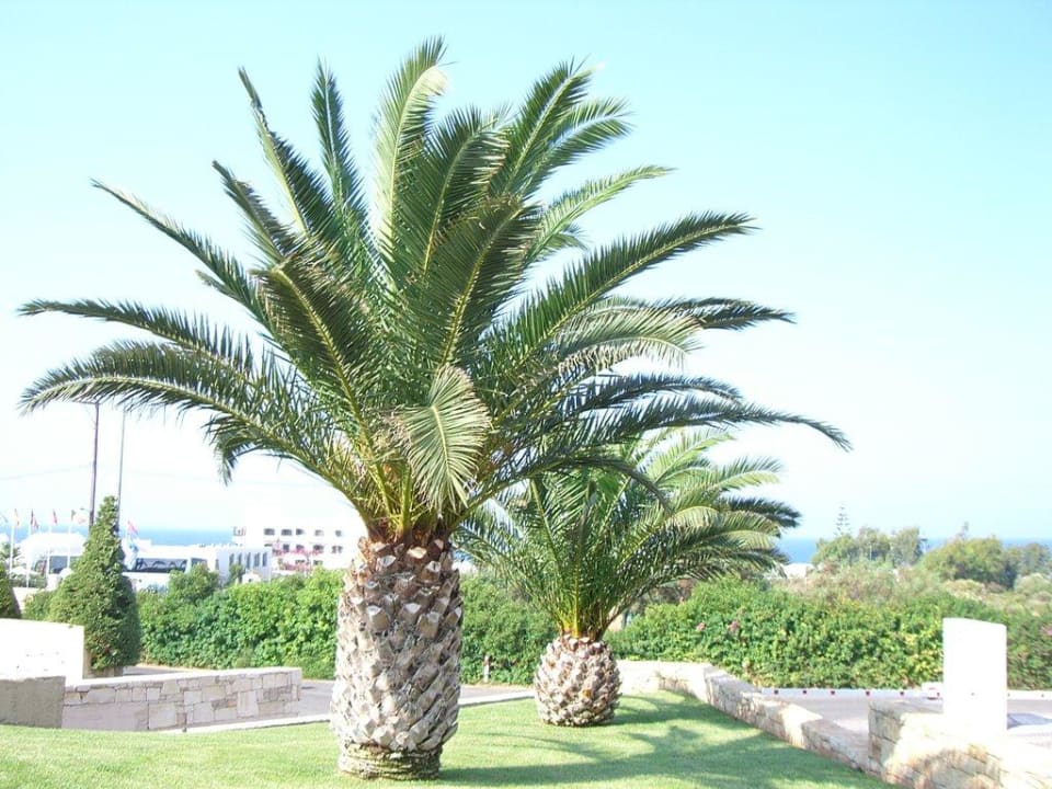 Wunderschöne Palme Grand Hotel Holiday Resort