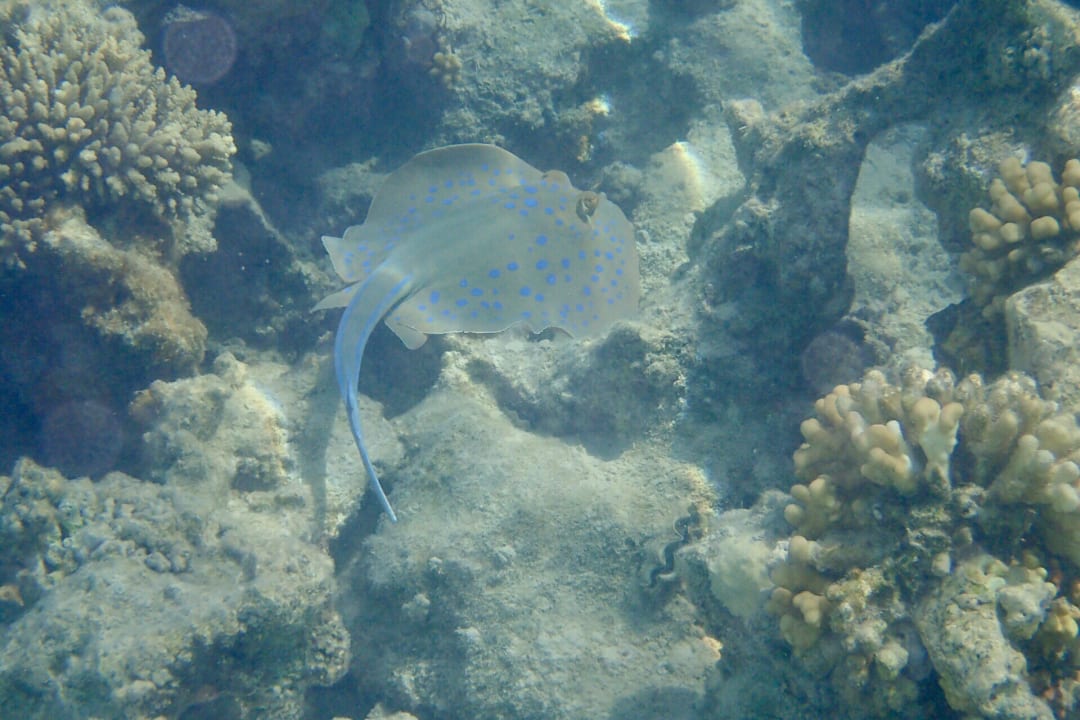 Strand Makadi Spa - Adults only