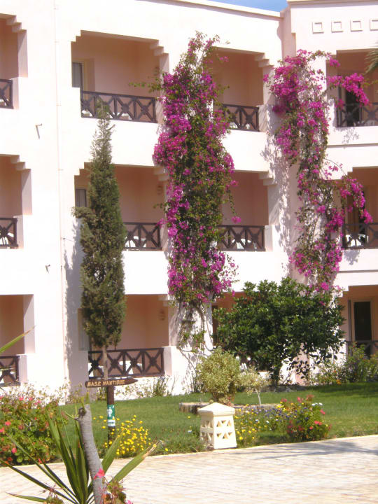 Blumen Aussen Vincci Safira Palms