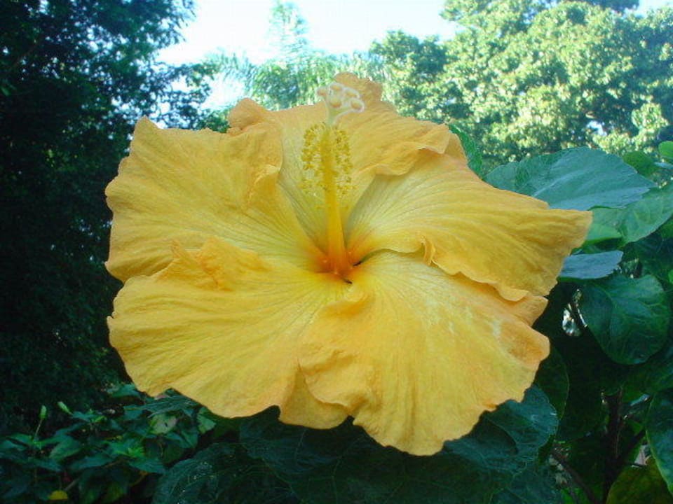 Hybiskus Blume Pousada Aparas