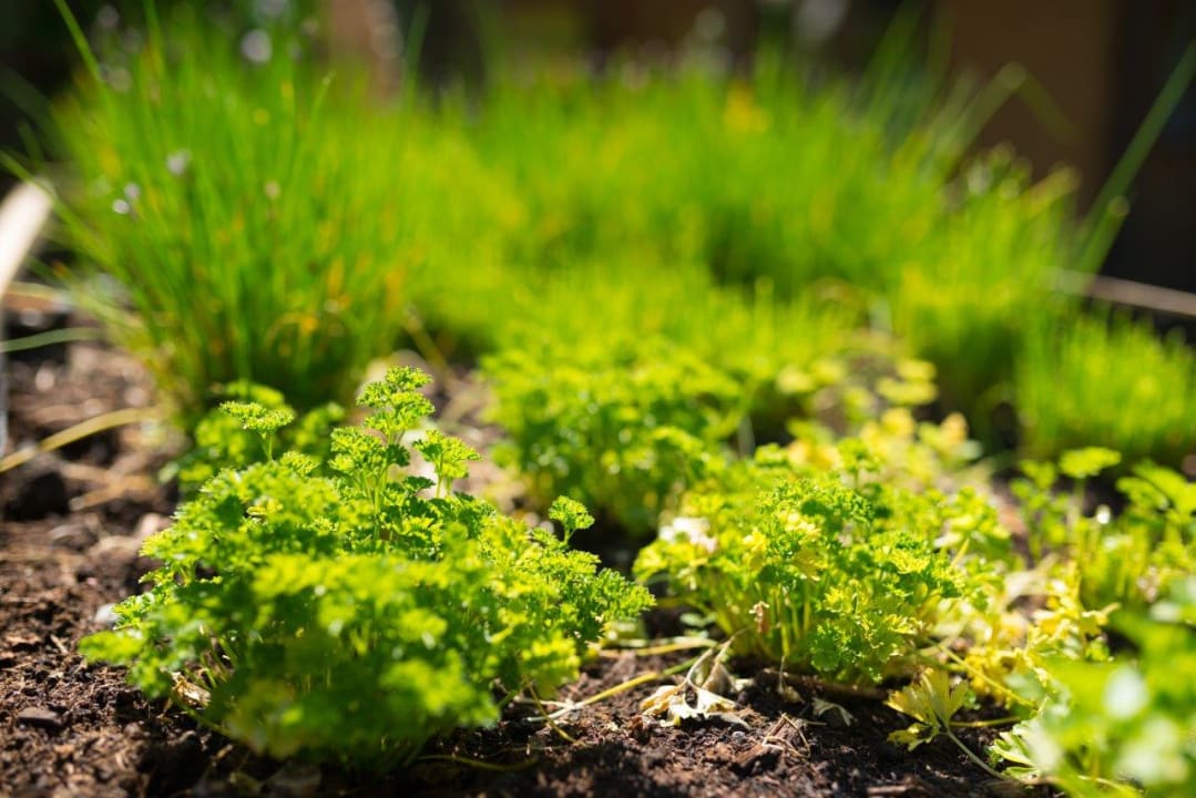 Gartenanlage Hotel Gasthof Kröll