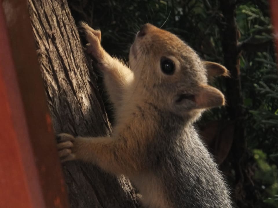 Eichhörnchen vor dem Bungalow Hotel Pine Bay Holiday Resort