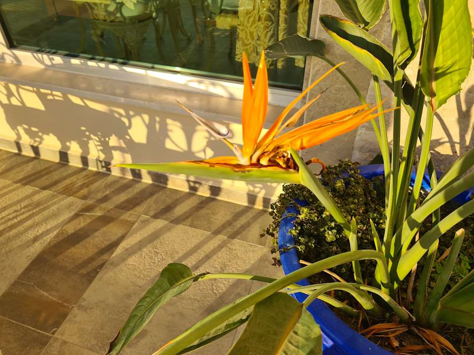 Gartenanlage Saphir Resort & Spa