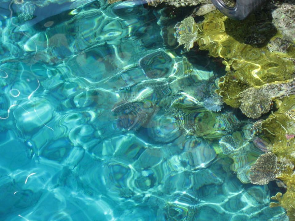 Meer Pickalbatros Golf Beach Resort