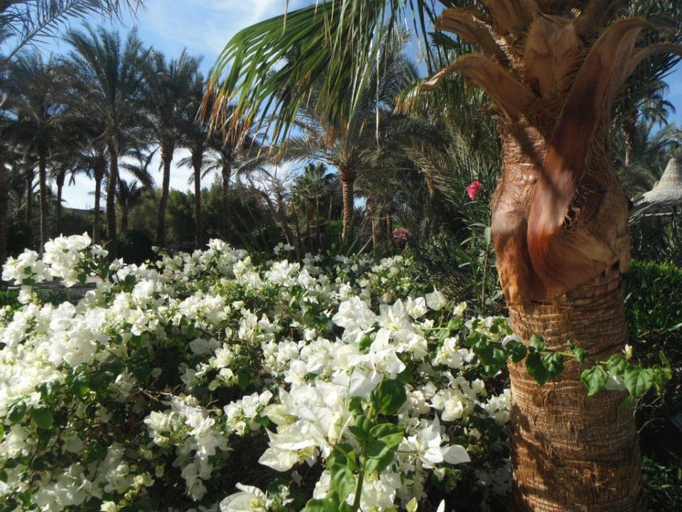 Einfach nur schön Giftun Azur Resort