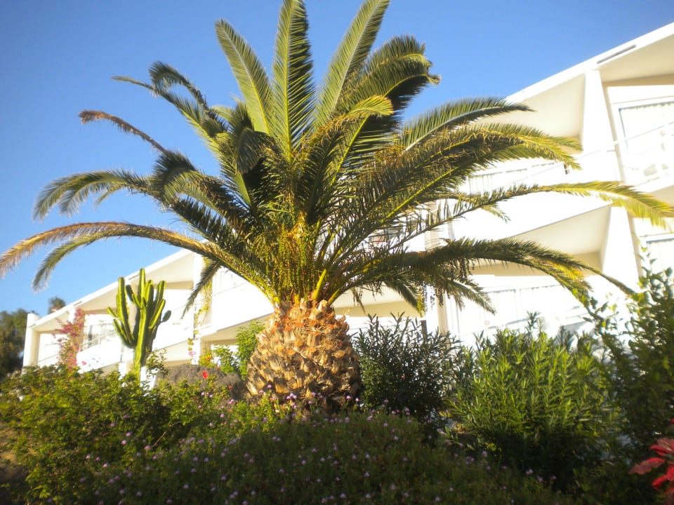 Garten allsun App.-Hotel Esquinzo Beach