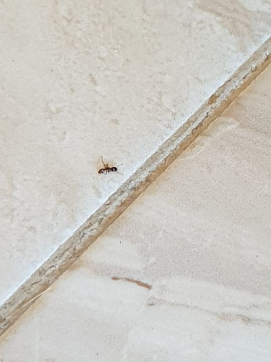 Zimmer Hotel Tia Maria