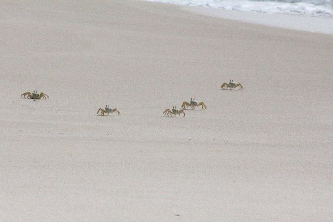 Krebse Hotel Riu Touareg