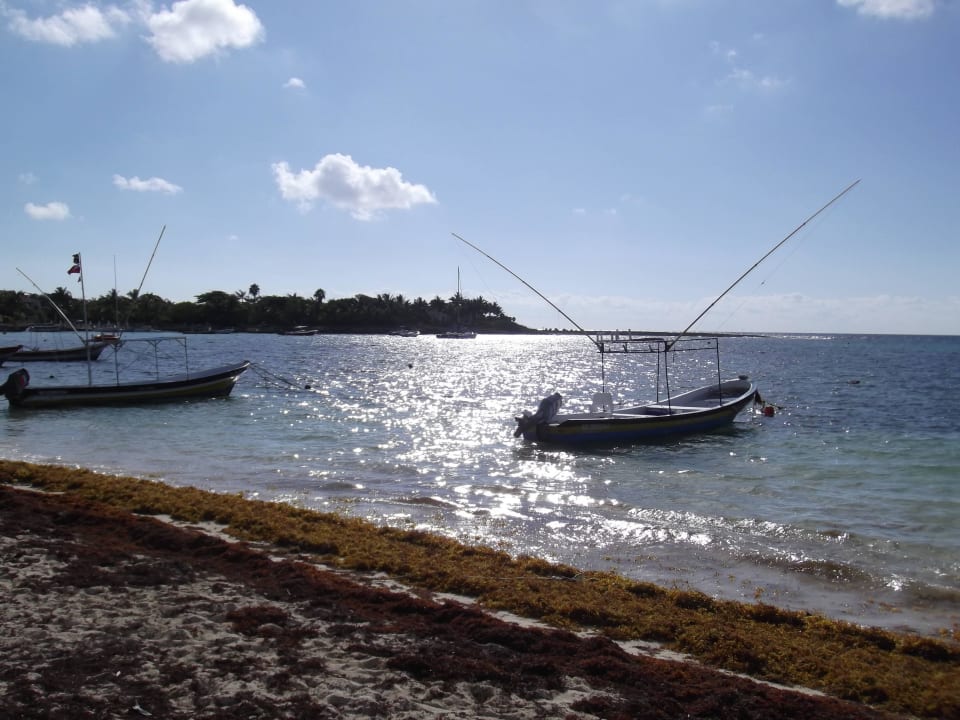 Strand mit viel zu viel Seegras :-( Akumal Bay Beach & Wellness Resort