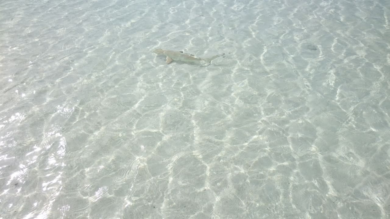 Kleines süßes Hai am Strand Centara Ras Fushi Resort & Spa Maldives
