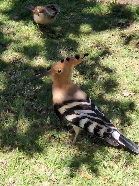 Sonstiges Novotel Marsa Alam Beach Resort