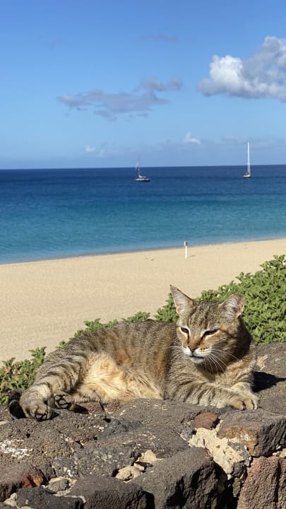 Strand ROBINSON JANDIA PLAYA