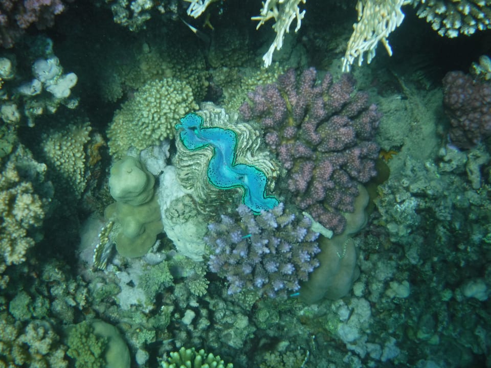 Sport & Freizeit Three Corners Sea Beach Resort