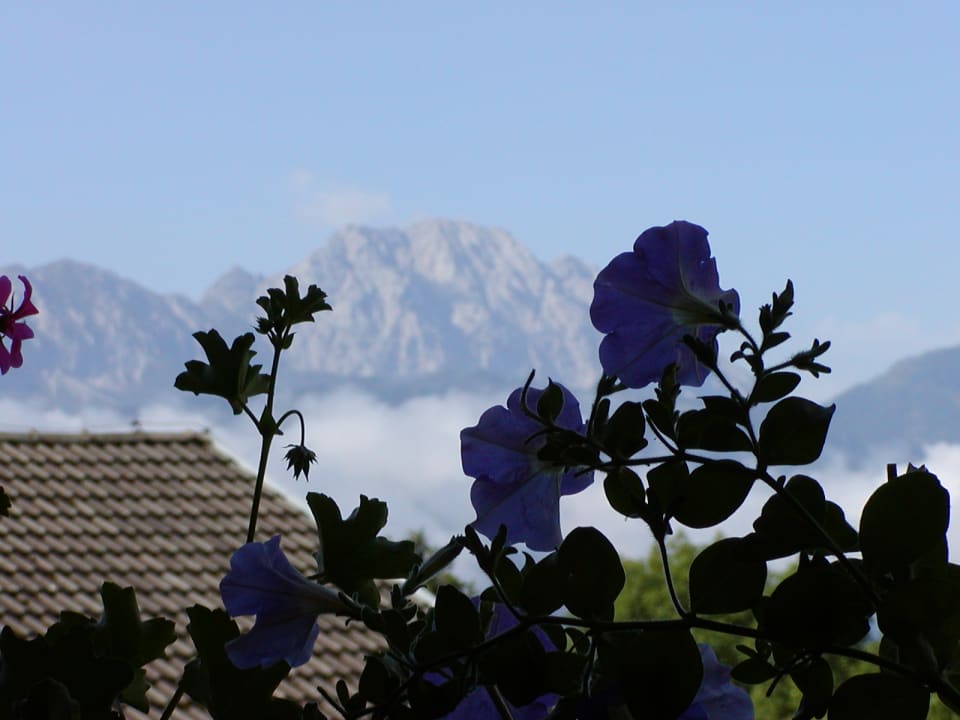 Ausblick Waldpension Gasthof Ranner