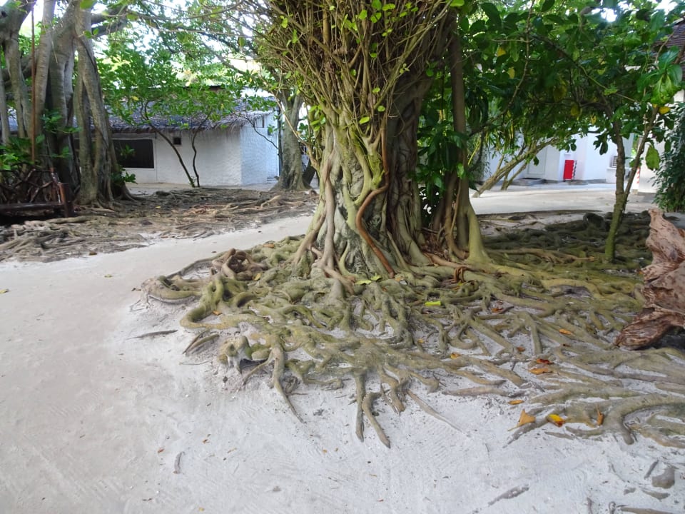 Wunderschön  Cinnamon Dhonveli Maldives