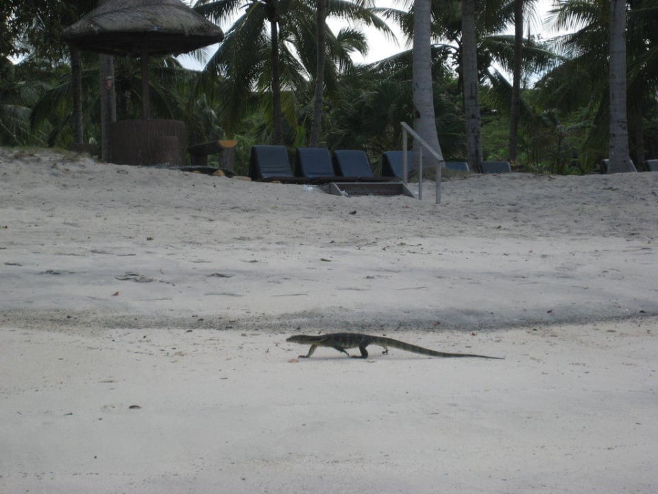 Besucher am Strand Berjaya Langkawi Resort