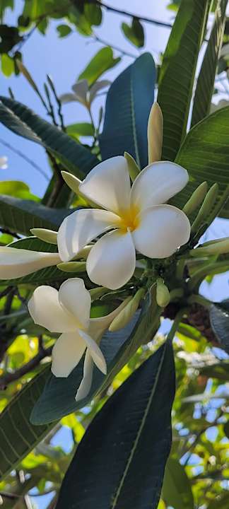 Gartenanlage Santiburi Koh Samui