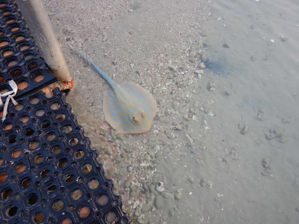 Strand Steigenberger Coraya Beach - Adults only