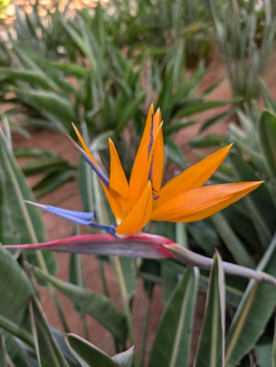 Gartenanlage ROBINSON AGADIR