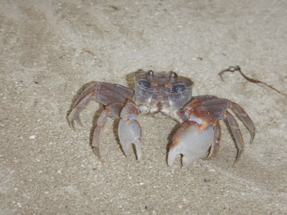 Überall... Kuramathi Maldives