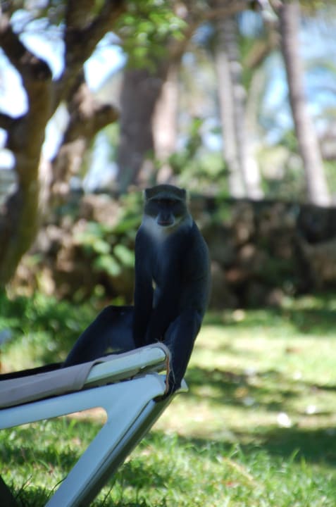 Die Affen treiben sich überall herum Baobab Beach Resort & Spa