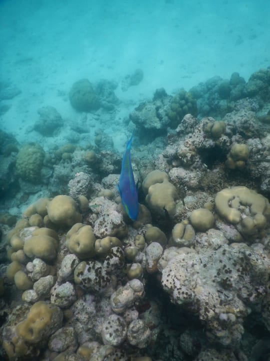 Am Hausriff Kuredu Island Resort & Spa