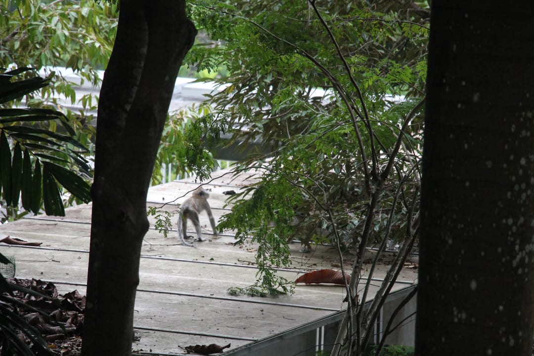 Affe unterwegs in der Anlage Hotel Belum Rainforest Resort