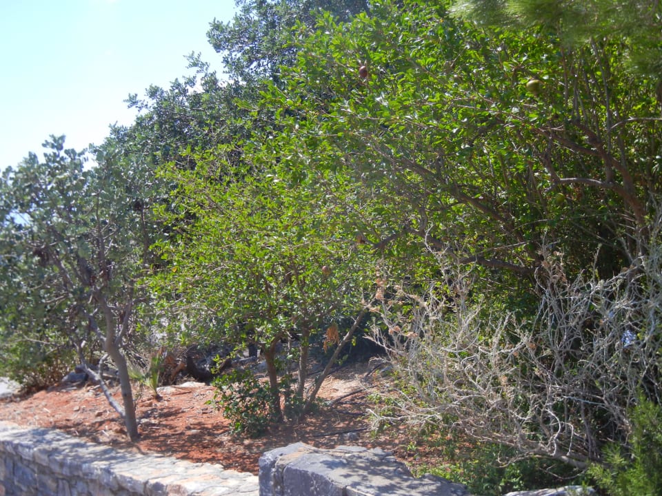 Gepflegt sieht anders aus Elounda Residence Resort & Waterpark