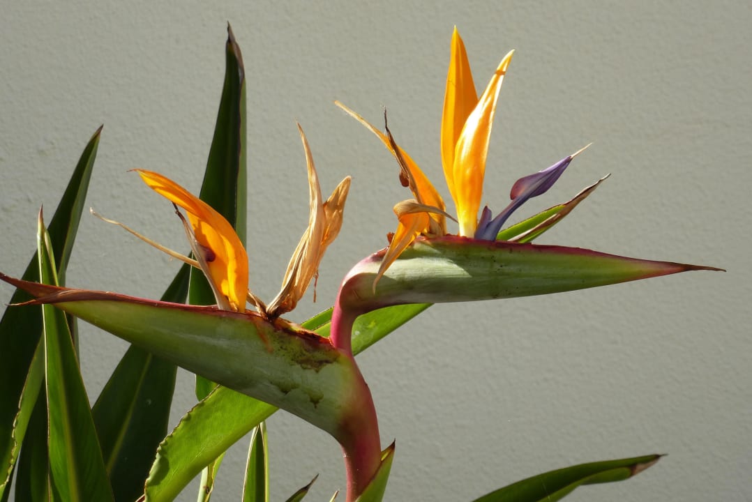Strelizie in der Gartenanlage Alua Suites Fuerteventura
