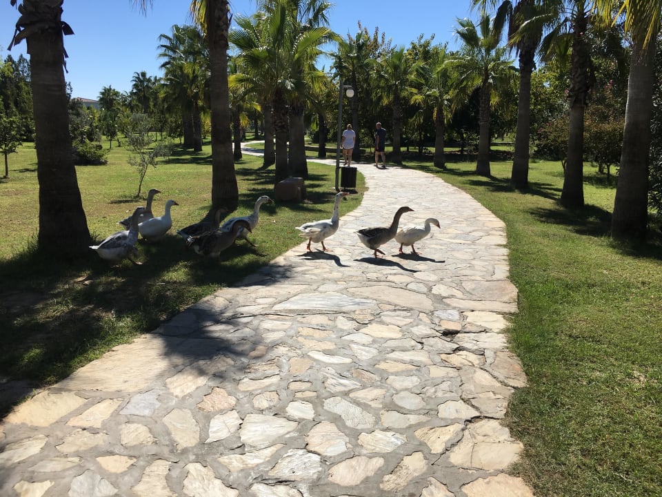 Enten Club Grand Side