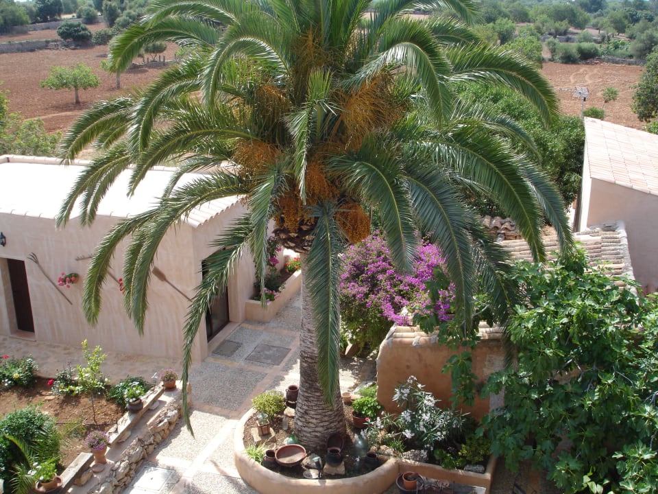 Wunderschöne Palme Finca Son Marimon