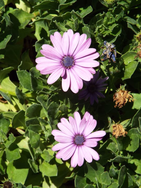 Blumen Kalahari Anib Lodge