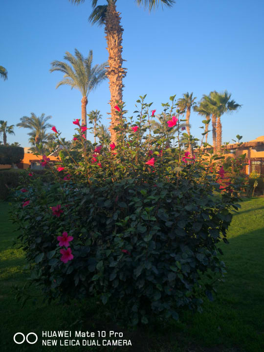 Gartenanlage Giftun Azur Resort
