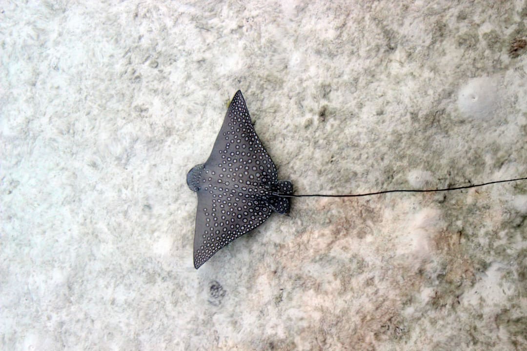 Adlerrochen am Strand  Summer Island Maldives