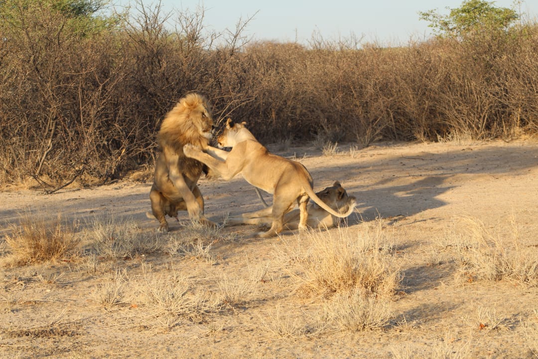 Sport & Freizeit Ongava Tented Camp