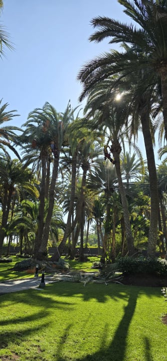 Gartenanlage Hotel Riu Palace Oasis