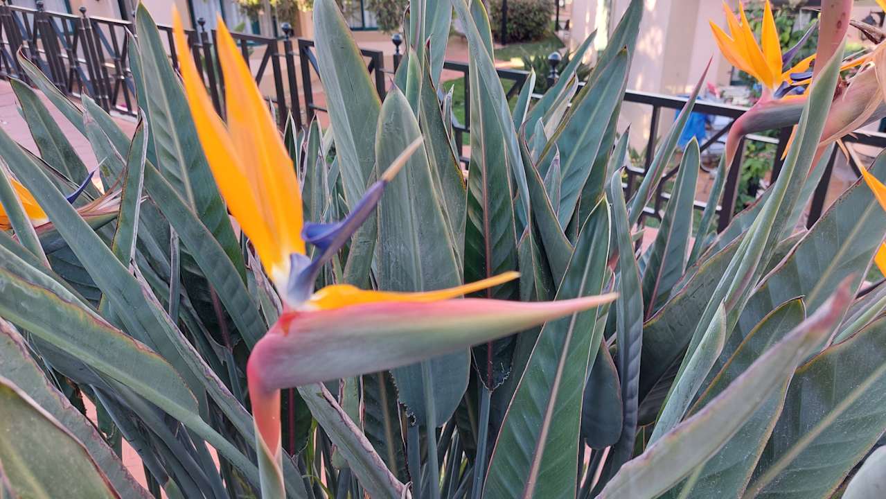 Gartenanlage allsun Hotel Esplendido