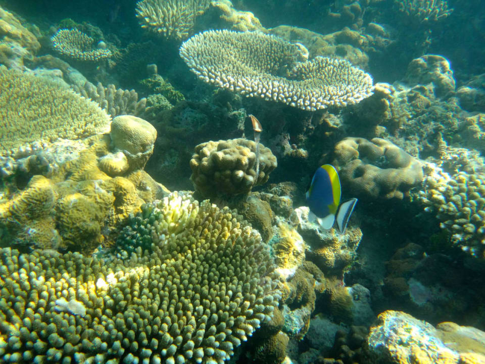 Unterwasserwelt Cinnamon Hakuraa Huraa Maldives