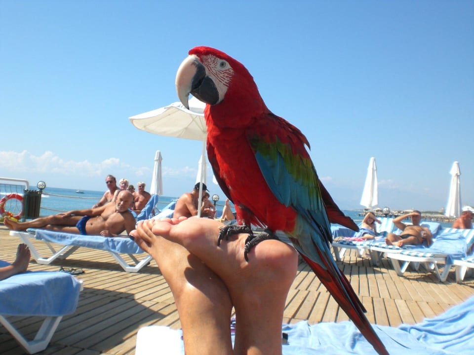 Besuch vom Papagei Saturn Palace Resort Hotel